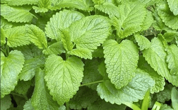 Lemon Balm Extract ingredient